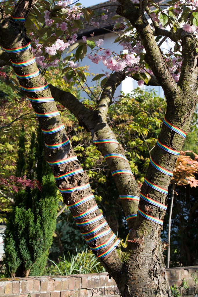 LHL_2020_014e - The trunk of a pink blooming cherry blossom tree has been wrapped with rainbow ribbon, to show love and support for keyworkers.